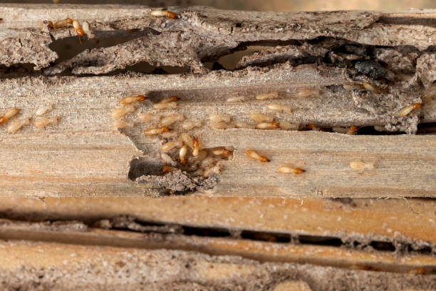 Professional Pest Control in Plainview, TN
