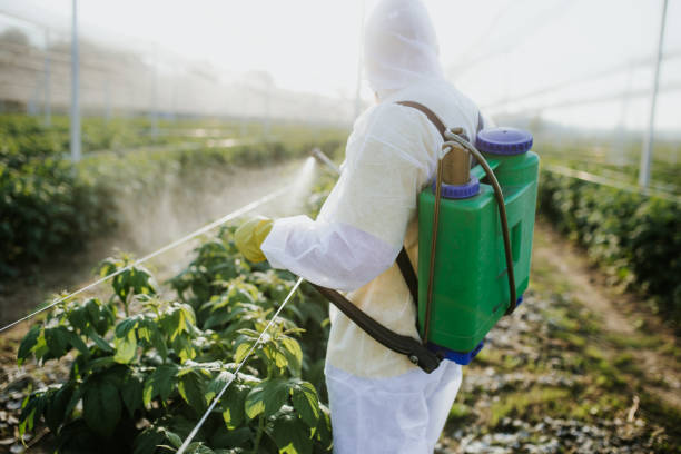 Wasp Removal Services in Plainview, TN